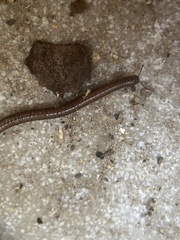 Cleidogona