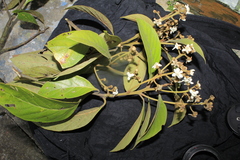 Nectandra acutifolia