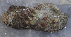 Arca noae