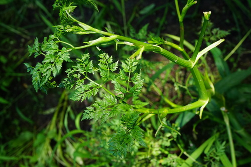 haluchovka vodná (Oenanthe aquatica)