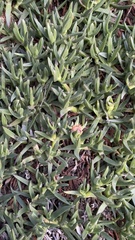 Carpobrotus chilensis