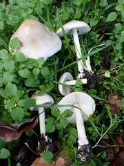 Volvopluteus gloiocephalus