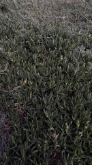 Carpobrotus chilensis