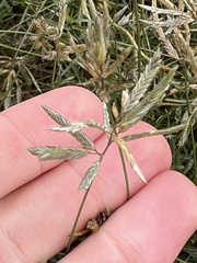 Eragrostis reptans