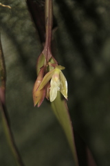 Epidendrum filamentosum