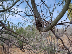 Phoradendron californicum