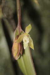 Epidendrum filamentosum