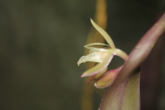 Epidendrum filamentosum
