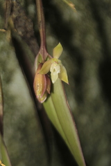 Epidendrum filamentosum