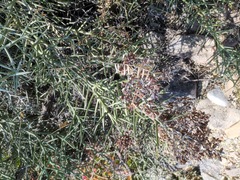 Castela stewartii