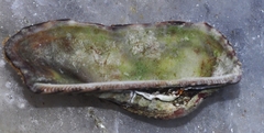 Arca noae