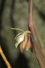 Epidendrum filamentosum