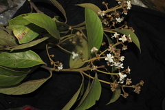 Nectandra acutifolia