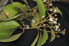 Nectandra acutifolia