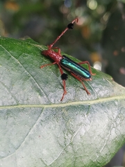 Compsocerus violaceus