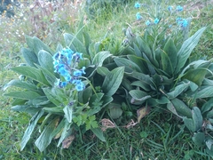 Cynoglossum amabile