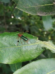 Compsocerus violaceus