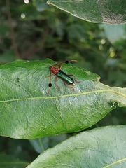 Compsocerus violaceus