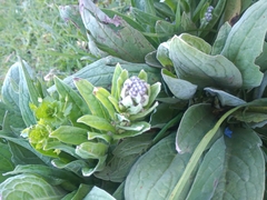 Cynoglossum amabile