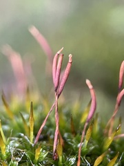 Syntrichia laevipila