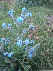 Cynoglossum amabile