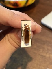 Parcoblatta virginica
