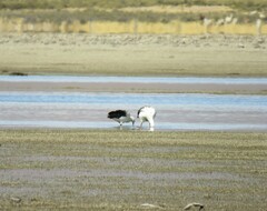 Oressochen melanopterus