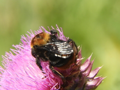 Bombus bellicosus
