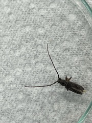 Elaphidion mucronatum