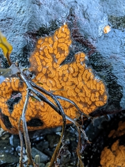 Botrylloides violaceus