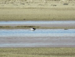 Recurvirostra andina