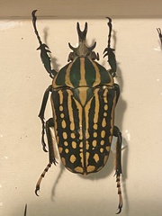 Mecynorhina savagei