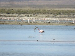 Phoenicoparrus andinus