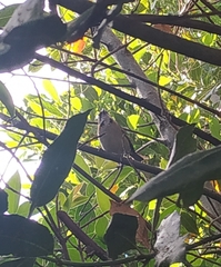 Zonotrichia capensis