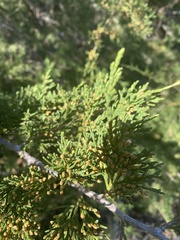 Juniperus virginiana