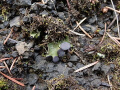 Peltigera venosa