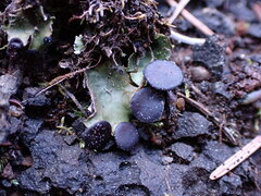 Peltigera venosa
