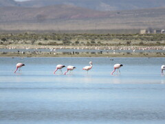 Phoenicoparrus andinus