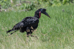 Bucorvus abyssinicus