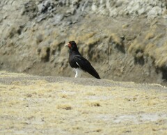 Daptrius megalopterus