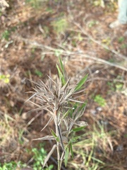 Dichanthelium acuminatum