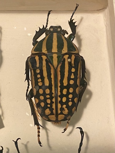 Chelorhinella savagei