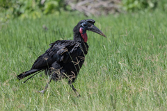 Bucorvus abyssinicus