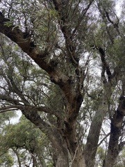 Eucalyptus largiflorens
