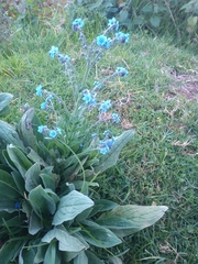 Cynoglossum amabile