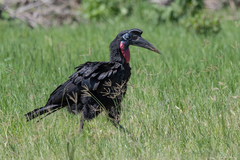 Bucorvus abyssinicus