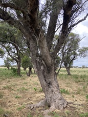 Eucalyptus largiflorens