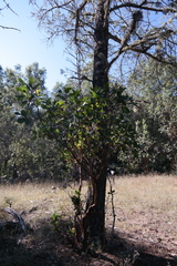 Arbutus xalapensis