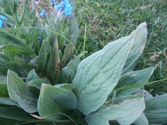 Cynoglossum amabile