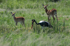 Ephippiorhynchus senegalensis